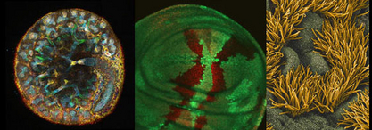 Freiburg Hosts 11th Tri-Regional Stem Cell and Development Biology Meeting