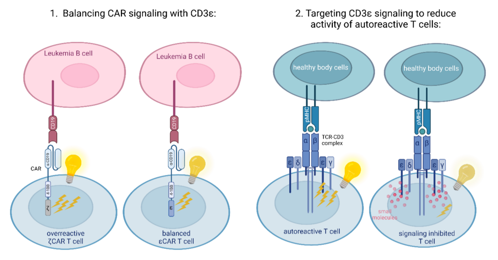 shematic graphic explaining Targeting CD3ε Signalling for Safer CAR T Cell Therapy and Autoimmune Disease Treatment