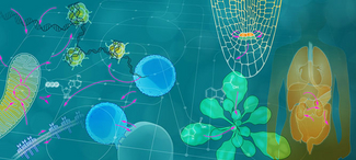 Register now for the CIBSS symposium “Signalling across Scales”