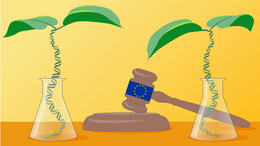 By Razor or by Chance: What a Court Decision Means for the Future of Plant Breeding