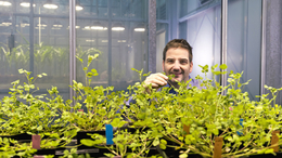 Green revolution for grains