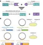 Simplifying cell selection with antibiotics