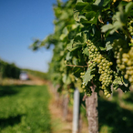 Better together: State of Baden-Württemberg extends funding on research into bacteria-plant-synergy to enhance crop resilience