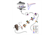 Receptor complexes on the assembly line