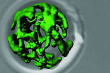 Stress in the Powerhouse of the Cell