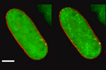 Filaments that structure DNA