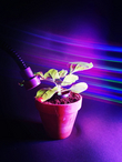 Controlling plant processes with light